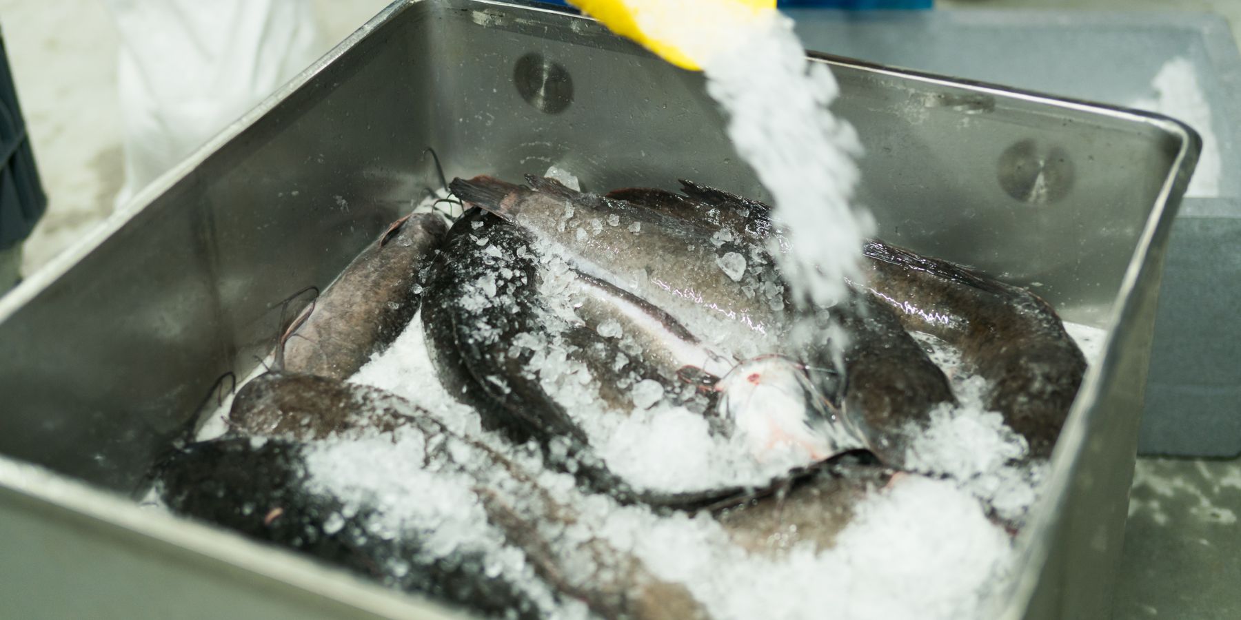 льдогенератор промышленный купить по сфере применения