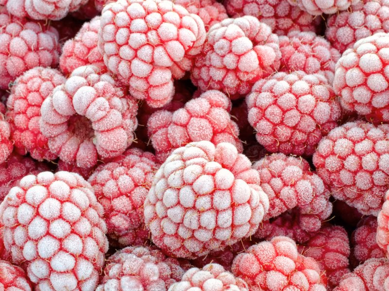 шоковая заморозка малины